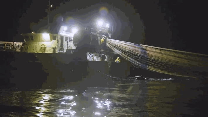 Sea Shepherd: uno squalo elefante intrappolato in una rete di un ...