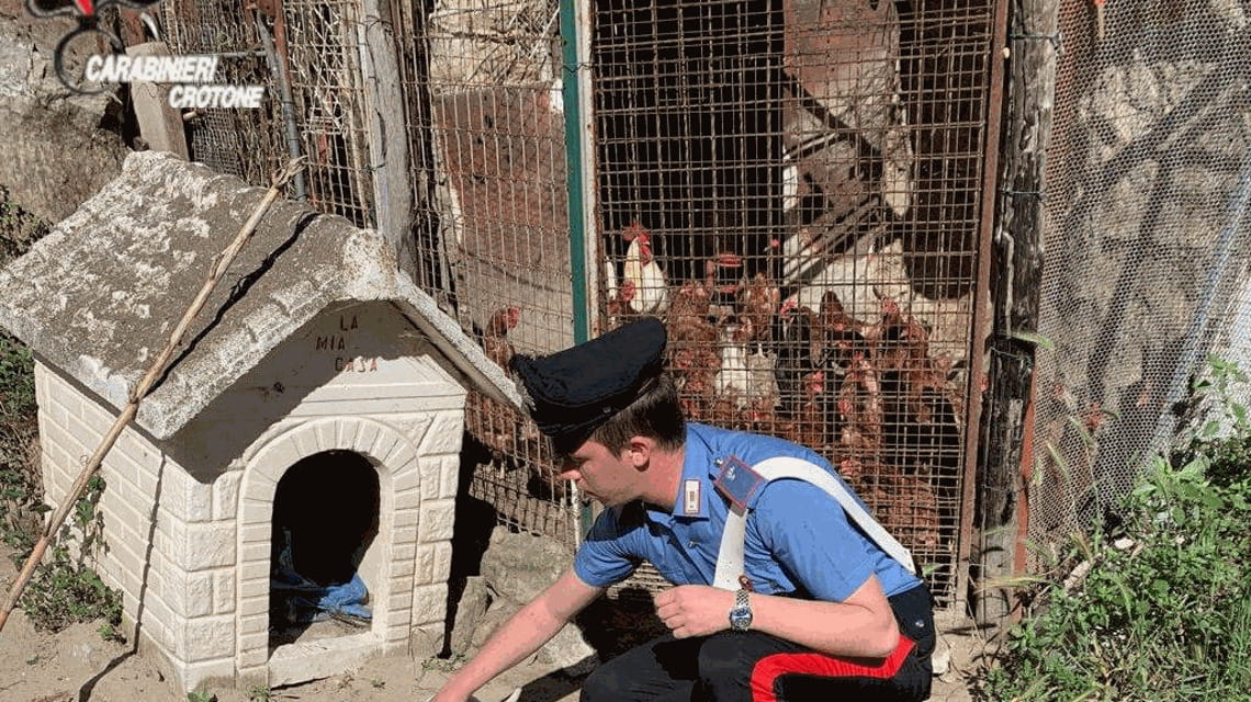 Cucciolo di cane rinchiuso in un pollaio e malnutrito, denunciato il ...