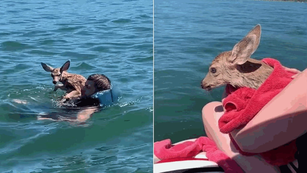 Un ragazzo si tuffa nel lago per salvare un cerbiatto che stava per ...