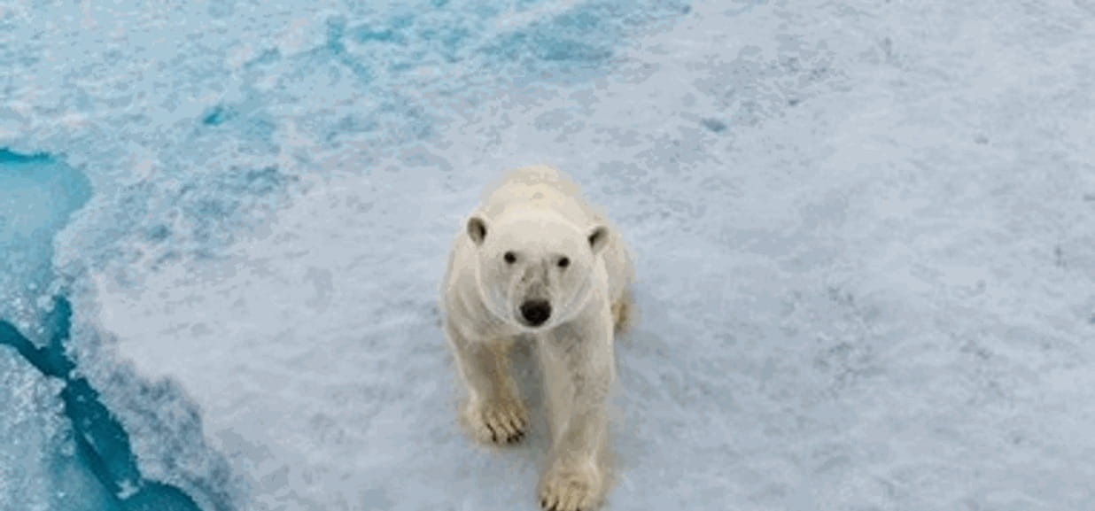 Wwf Nel 2018 Nessuna Vera Svolta Su Clima E Biodiversit La Stampa