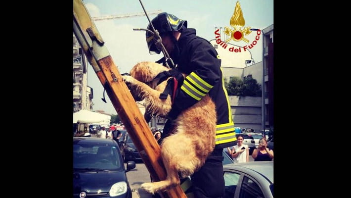 Milano Cane Lasciato Sul Balcone Sotto Il Sole Senza Acqua E Cibo 