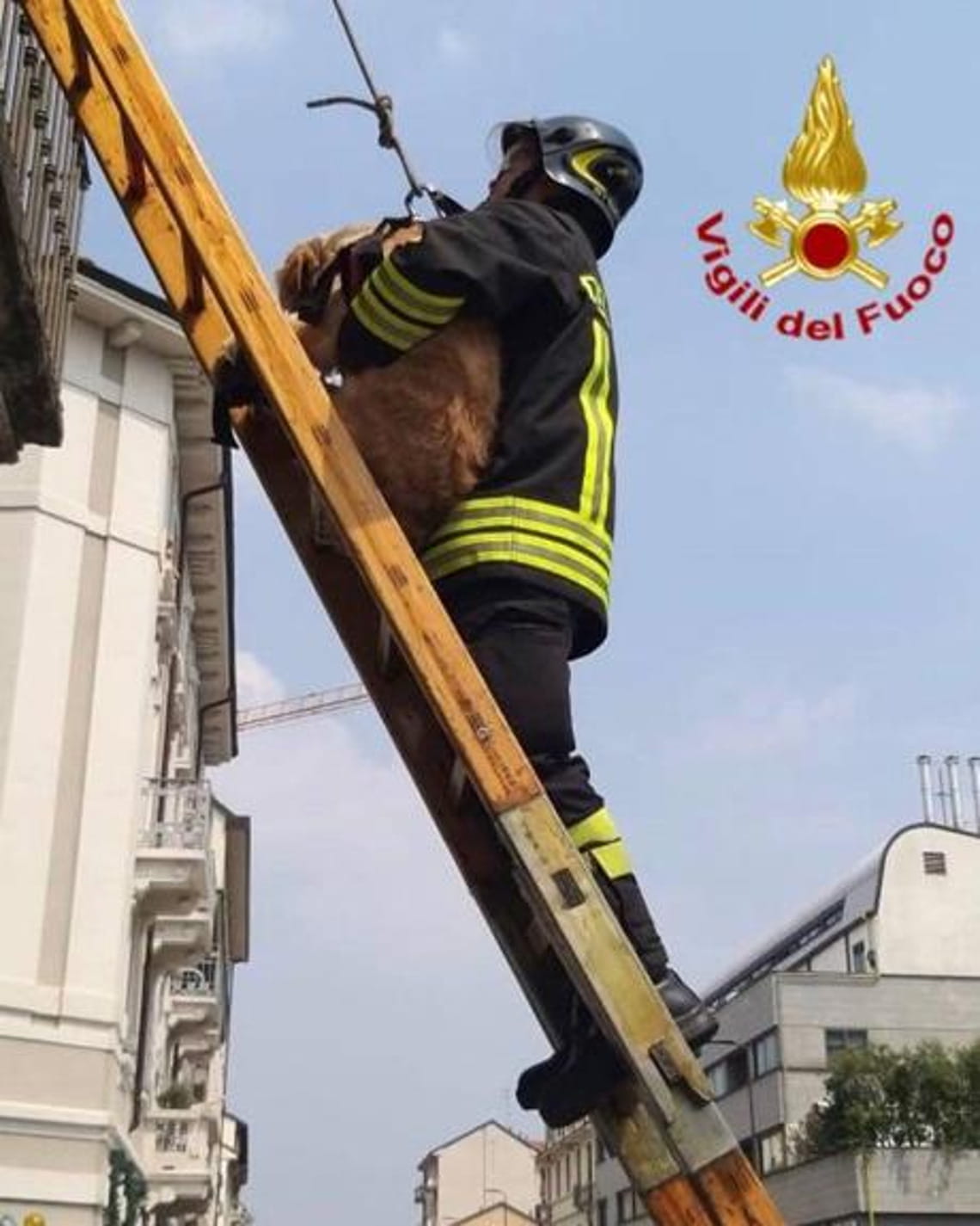 Milano Cane Lasciato Sul Balcone Sotto Il Sole Senza Acqua E Cibo 