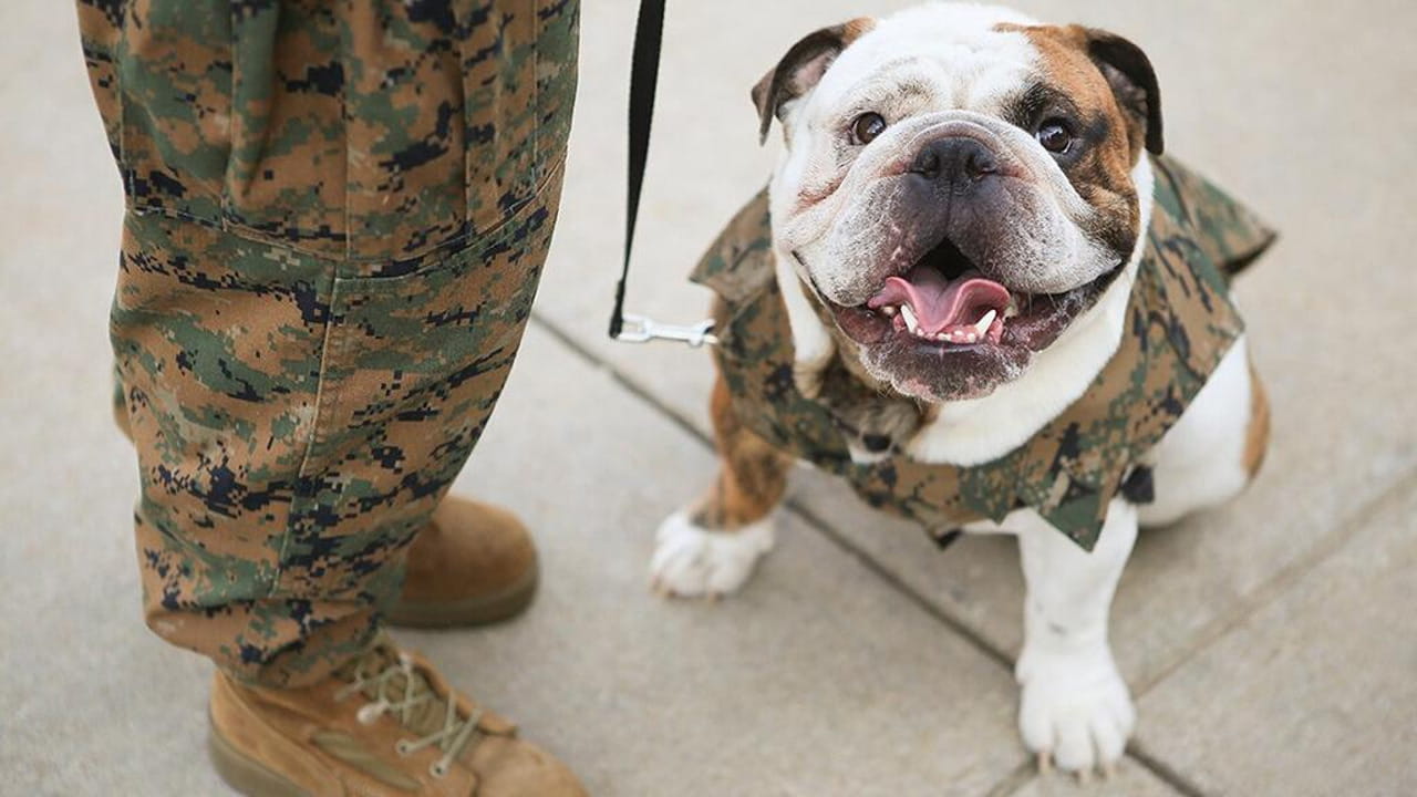 Fermacravatta (Tie Bar) US Marine Corps Con Bulldog - Clip Dorata, Prodotto Ufficiale Clay's Military
