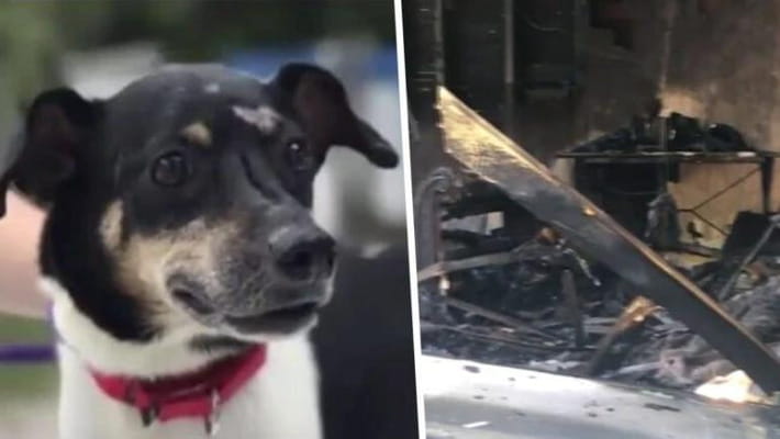 Un cane eroe si sacrifica per salvare la sua famiglia umana da un ...