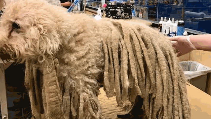 Cane Rasta Un cane arriva in un rifugio con i “rasta”, ma c’è chi è andato oltre ...