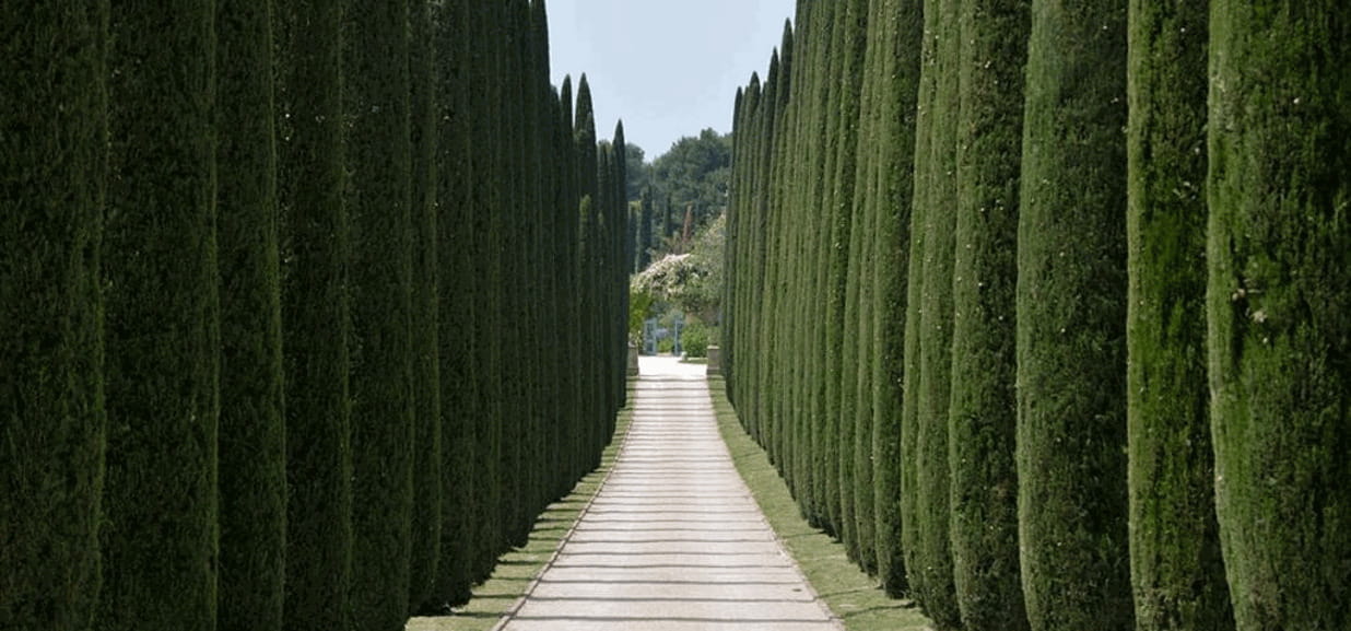 Cipressi di Carducci a Bolgheri malati, 80 saranno abbattuti - La Stampa