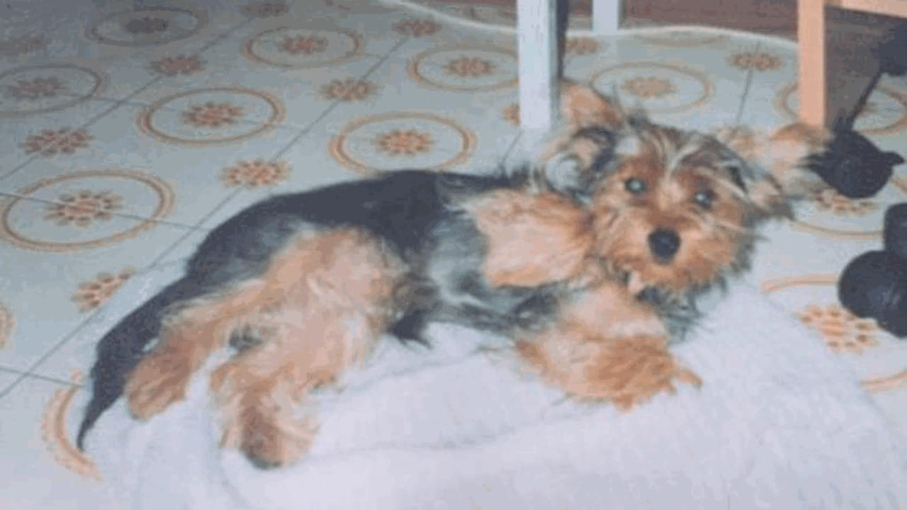 Lettera aperta a Dafne, il cane che mi ha cambiato la vita - La Stampa