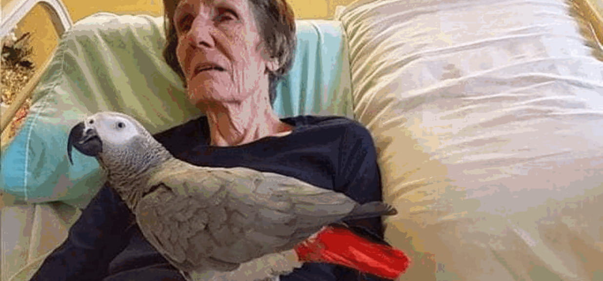 Una donna che sta morendo dice al suo pappagallo “ti voglio bene” per  l'ultima volta - La Stampa