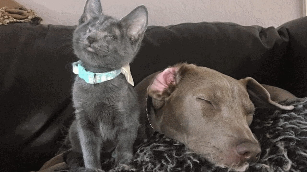 Gatto cieco ora guarda il mondo attraverso un cane guida - La Stampa