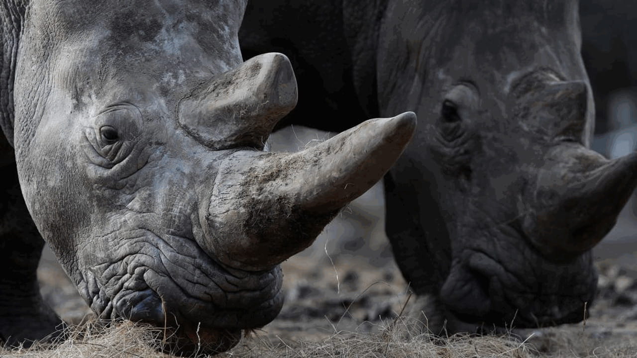 Quel corno di rinoceronte che l’Asia emergente paga a peso d’oro - La