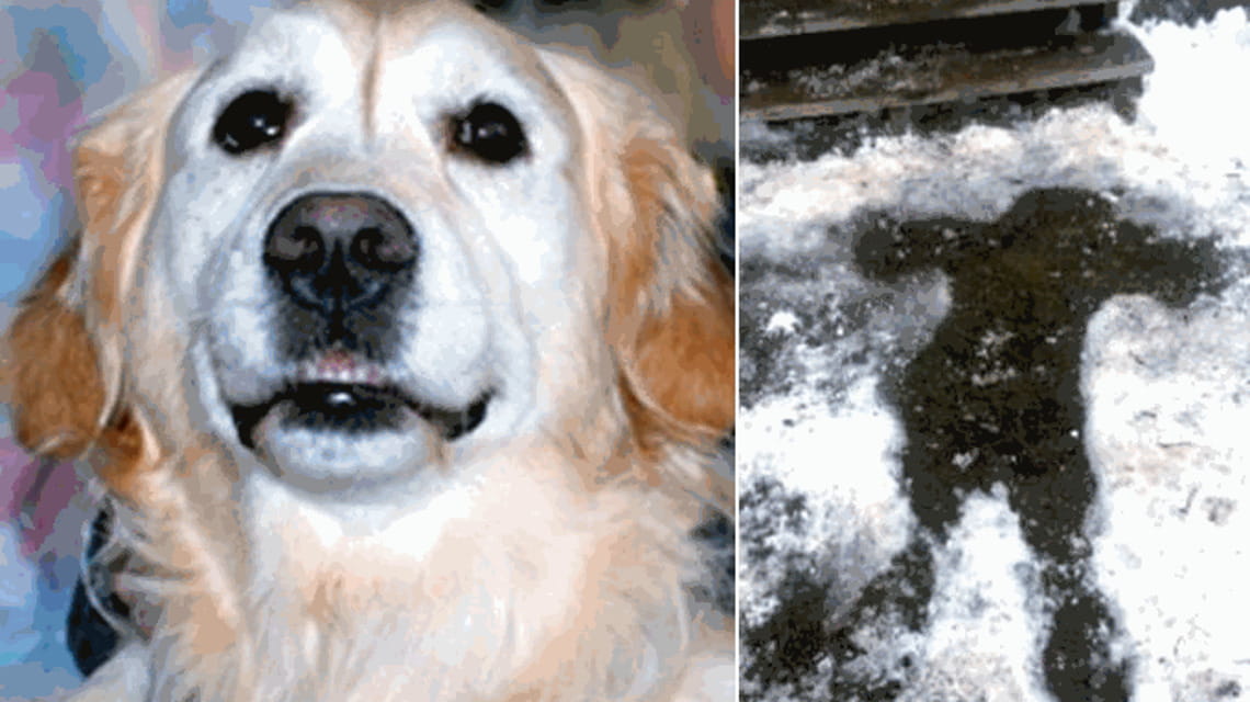 Un cane salva il suo proprietario che è caduto nella neve, e resta al ...