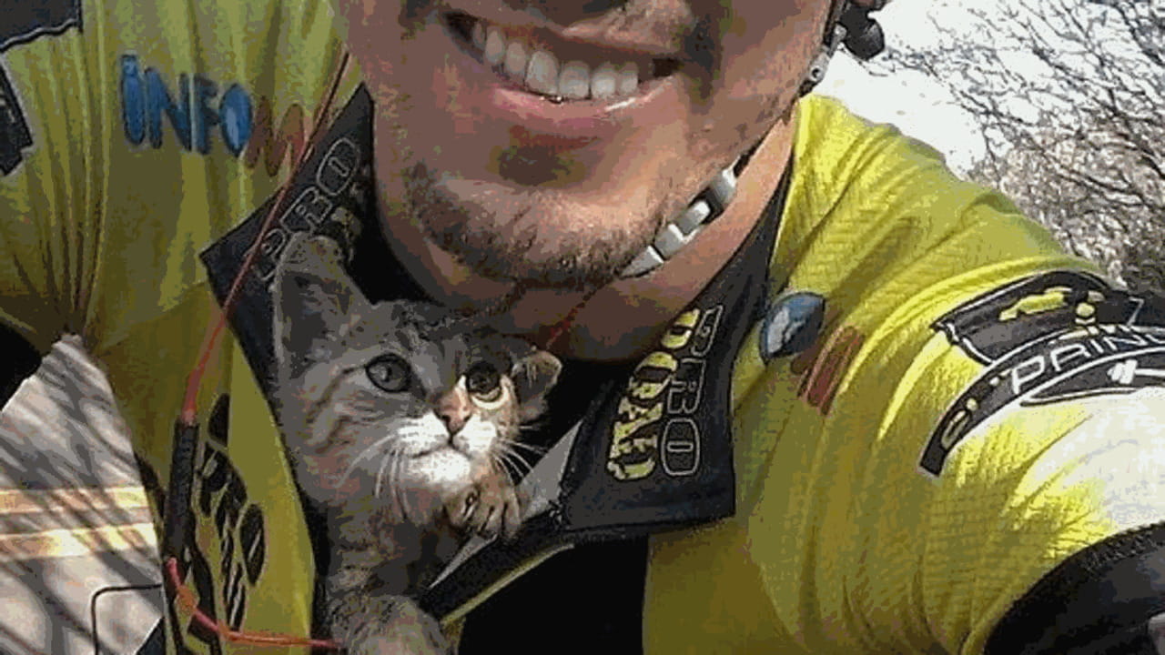 Ciclista salva un gatto dalla strada e lo porta a casa in bici ...