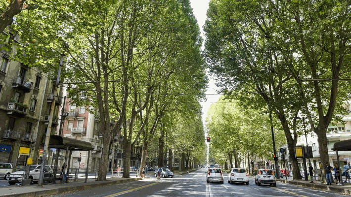 Via alle potature nei viali torinesi, da abbattere 46 alberi: in corso Dante i peri al posto degli olmi - La Stampa