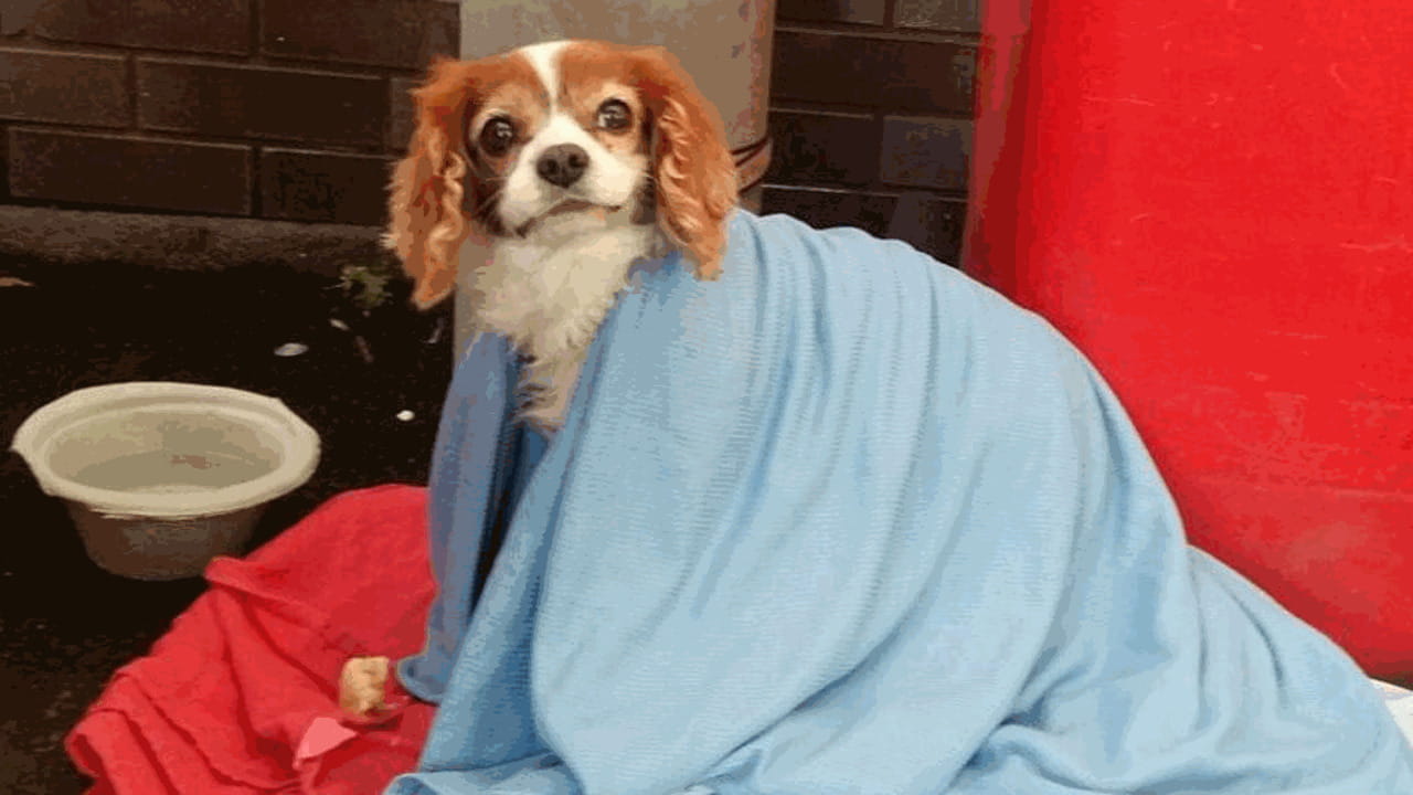 Il cagnolino attende notizie del suo proprietario fuori dalle porte del ...