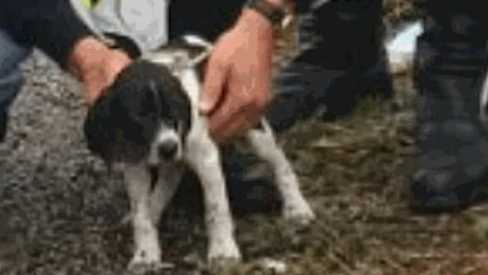 Trovano un cane abbandonato sulla Statale, la Polizia Stradale di ...