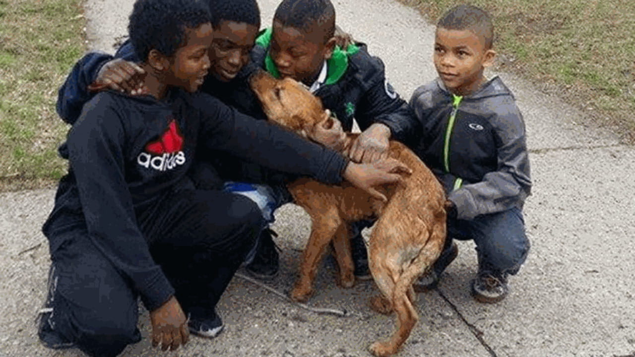 Quattro piccoli eroi salvano un cane legato con una corda elastica - La ...