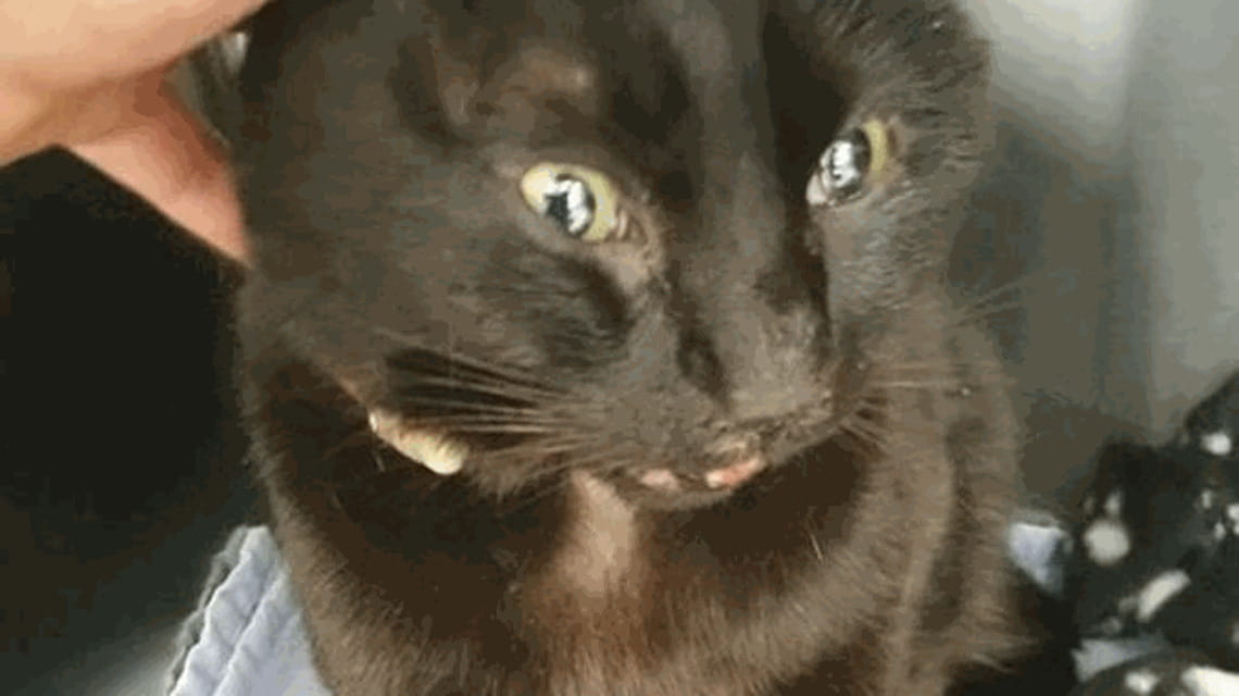 Camionista salva un gatto dalla tempesta e lo adotta - La Stampa