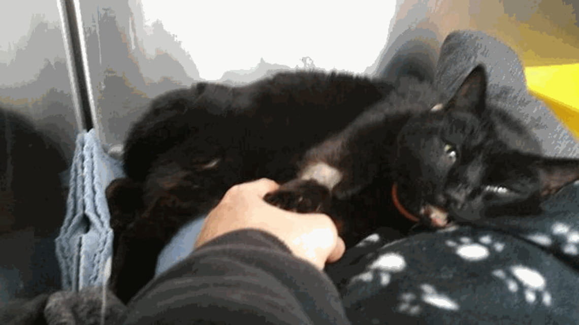 Camionista salva un gatto dalla tempesta e lo adotta - La Stampa