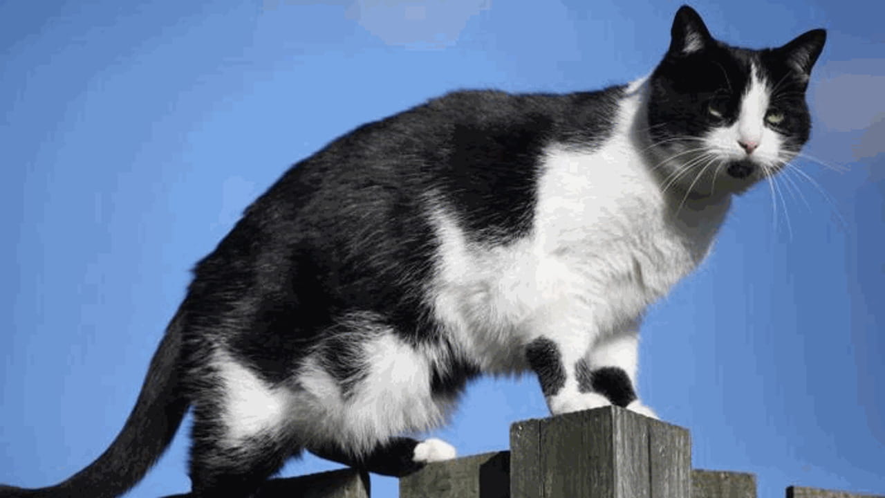 quanti anni vivono i gatti