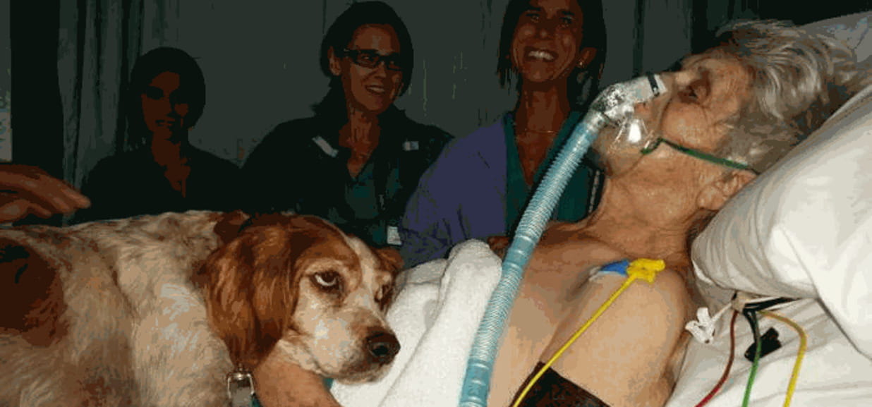 Anziana in Rianimazione riabbraccia il suo cane - La Stampa