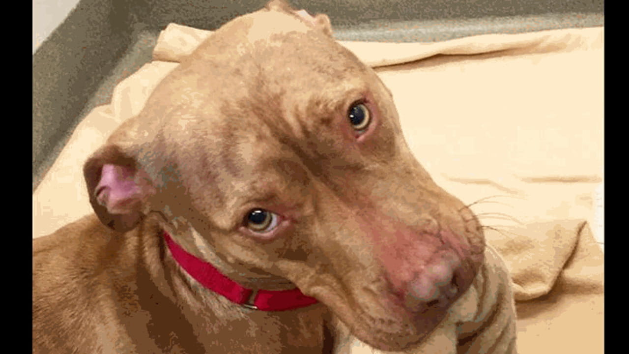 Il Pit Bull si rifà il letto e viene adottato - La Stampa