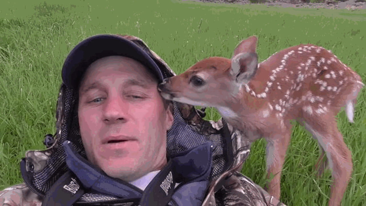 Un cucciolo di cerbiatto non vuole lasciare l’uomo che gli ha salvato ...