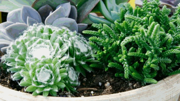 FIORIERE PER PIANTE Da Interno Vaso Autoirrigante Sospeso Vasi