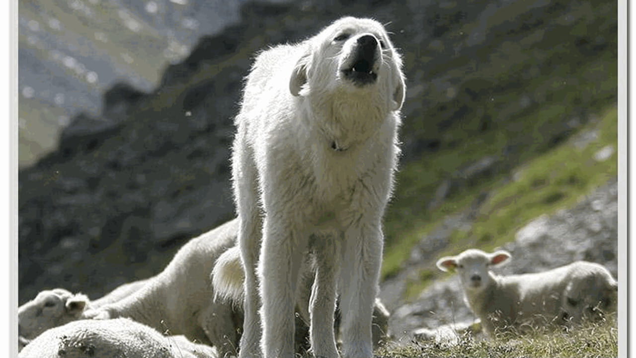 cane giocattolo che cammina e abbaia samby