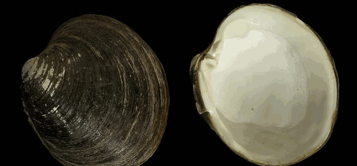 Il segreto della vongola che campa 500 anni - La Stampa