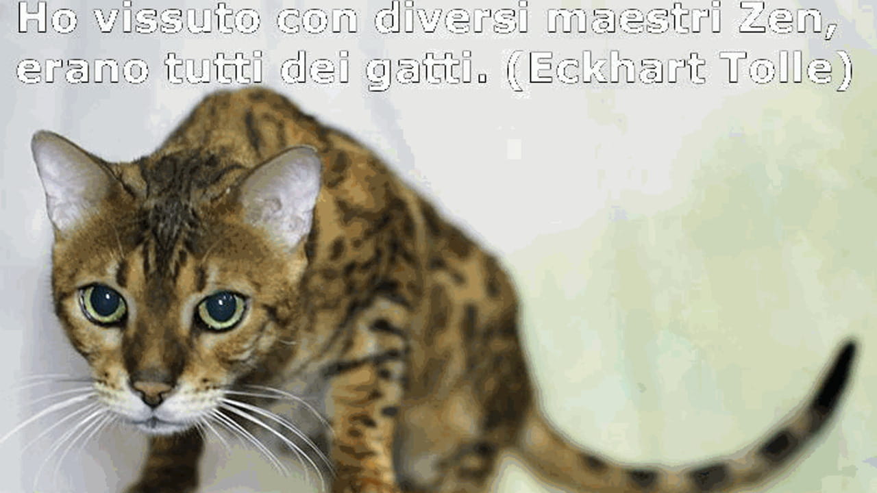 ho vissuto con un killer