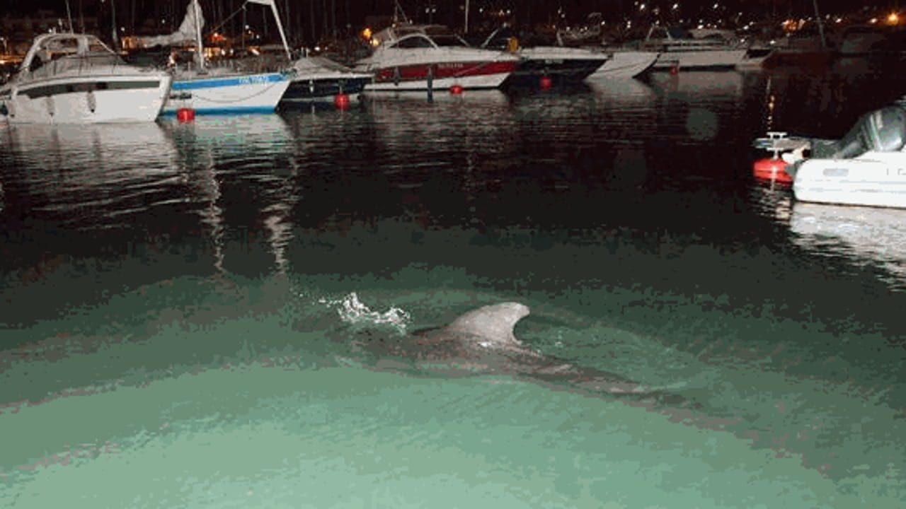 Morto il balenottero entrato in porto a Loano - La Stampa