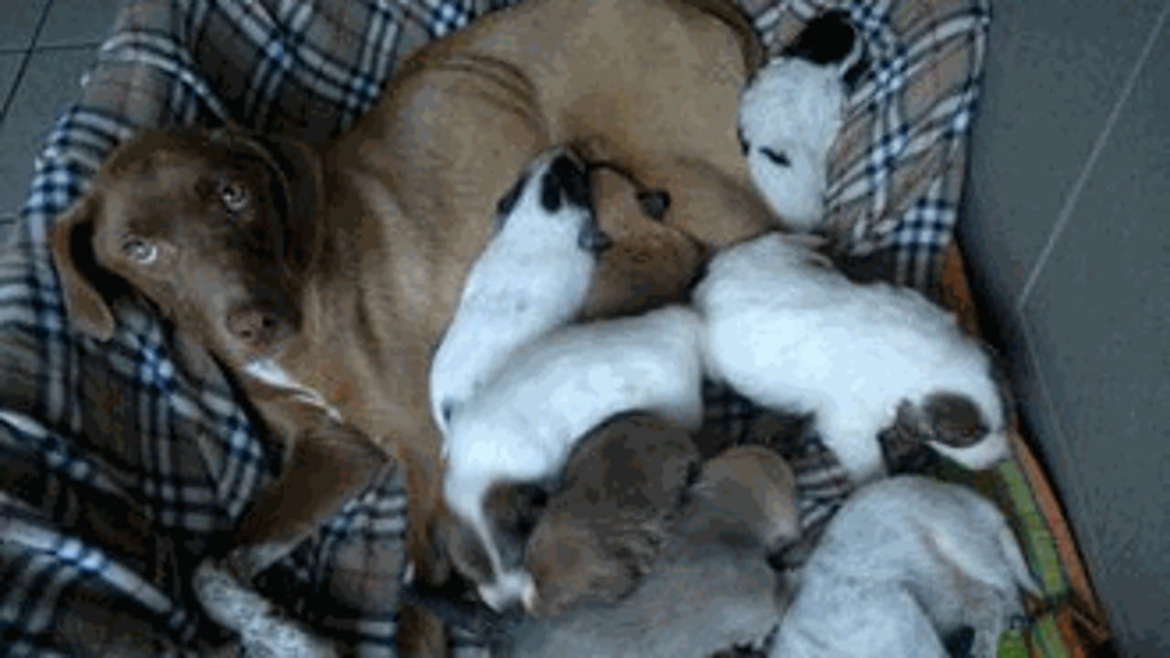 Nocciola E I Suoi Otto Cuccioli Abbandonati Al Canile Di Omegna La Stampa