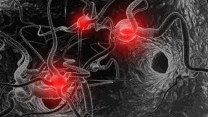 Scoperti Neuroni Che Agiscono Sul Cuore La Stampa