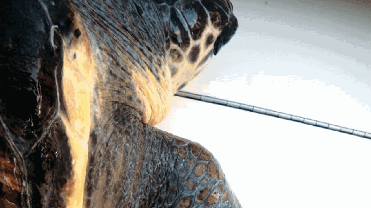 Una tartaruga marina caretta-carettasoccorsa al largo di Sanremo - La ...
