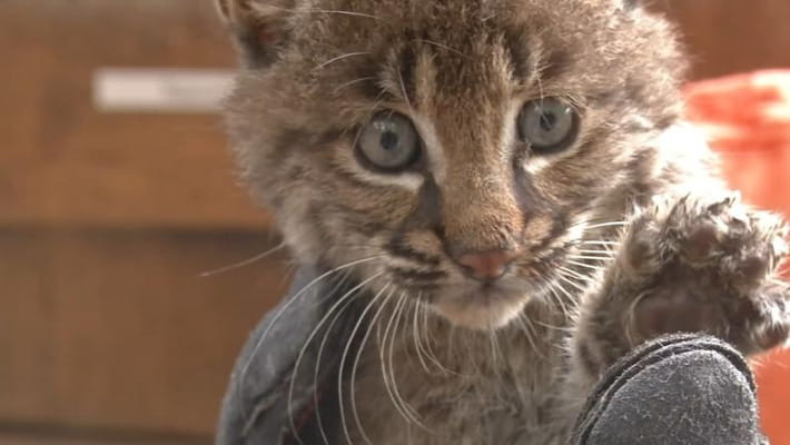 Salva un gatto che rischiava di essere investito, ma in realtà era un ...