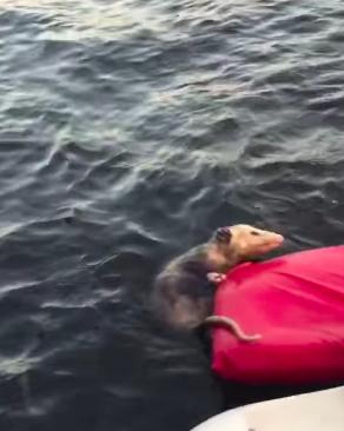 Stava annegando nel lago: coppia salva un opossum con un salvagente ...