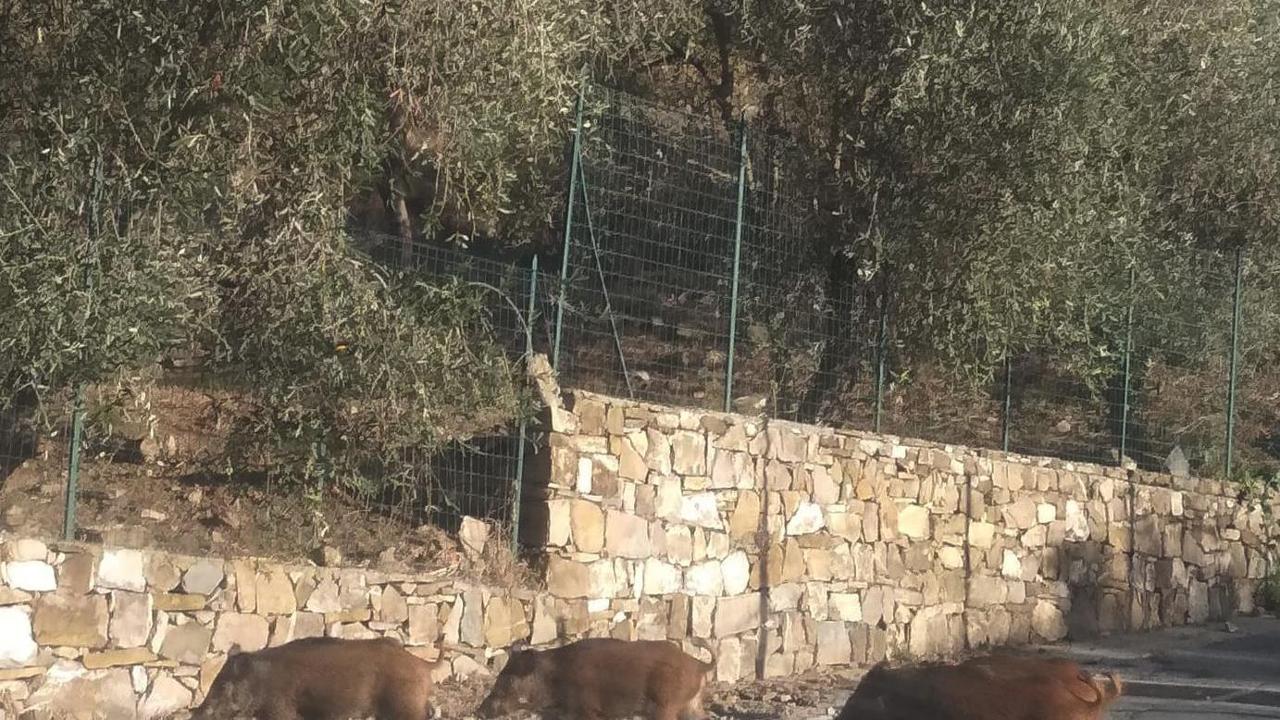 Caccia al cinghiale, 1700 doppiette - La Stampa