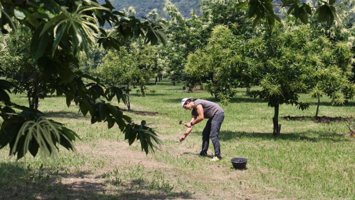 Fra I Boschi Di Chiusa Pesio Una collezione Di Castagne Fra Le Pi 