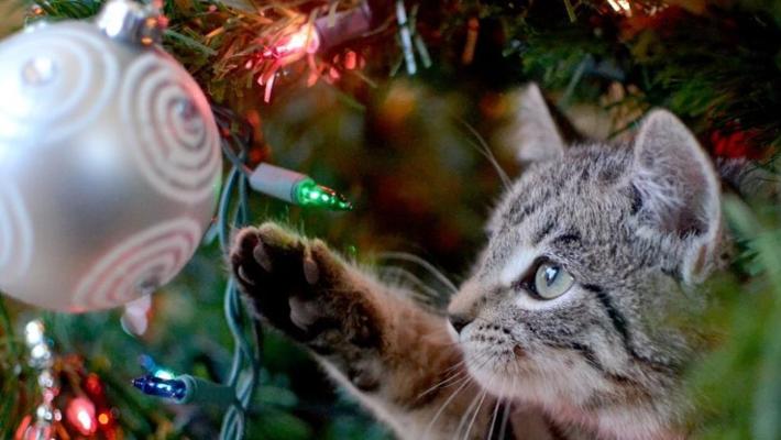 La fatale attrazione dei gatti per gli addobbi dell’albero di Natale