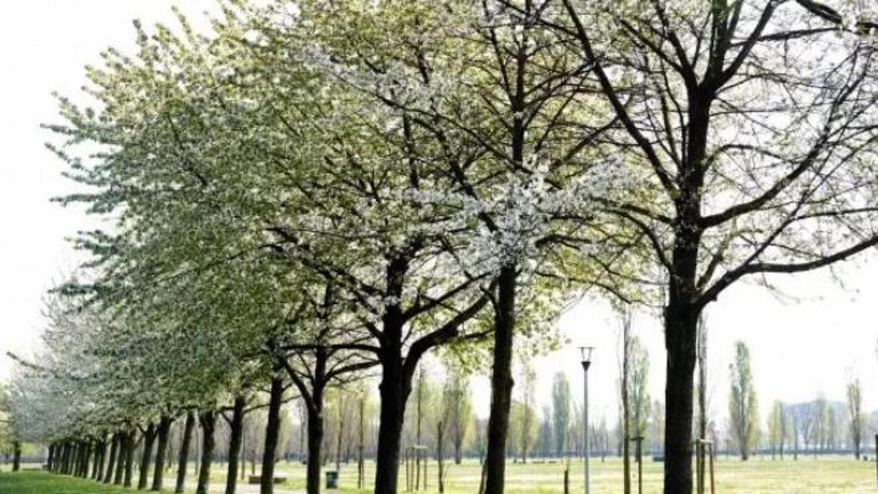 Stupro A Milano Americana Di 27 Anni Aggredita Al Parco Di Trenno 
