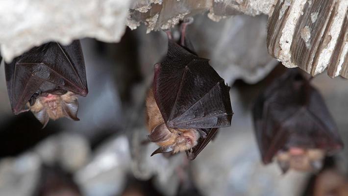 I pipistrelli vanno in montagna, gli stambecchi diventano notturni: il clima e gli animali a rischio