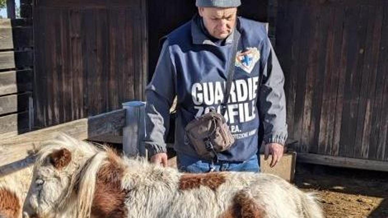 Clicker Per Addestramento Animali – Suono Forte, 8 Colori, Per Cani, Cavalli, Maiali, Uccelli, Gatti