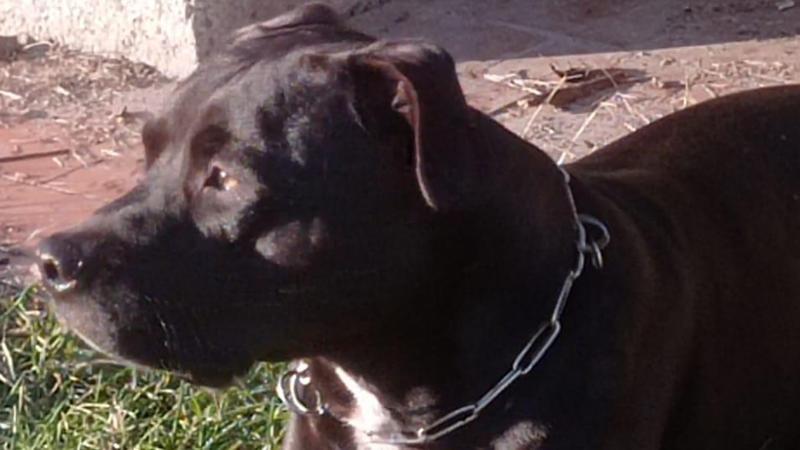 Vercelli, nessun colpevole per la morte del piccolo Michele azzannato dal pitbull di famiglia