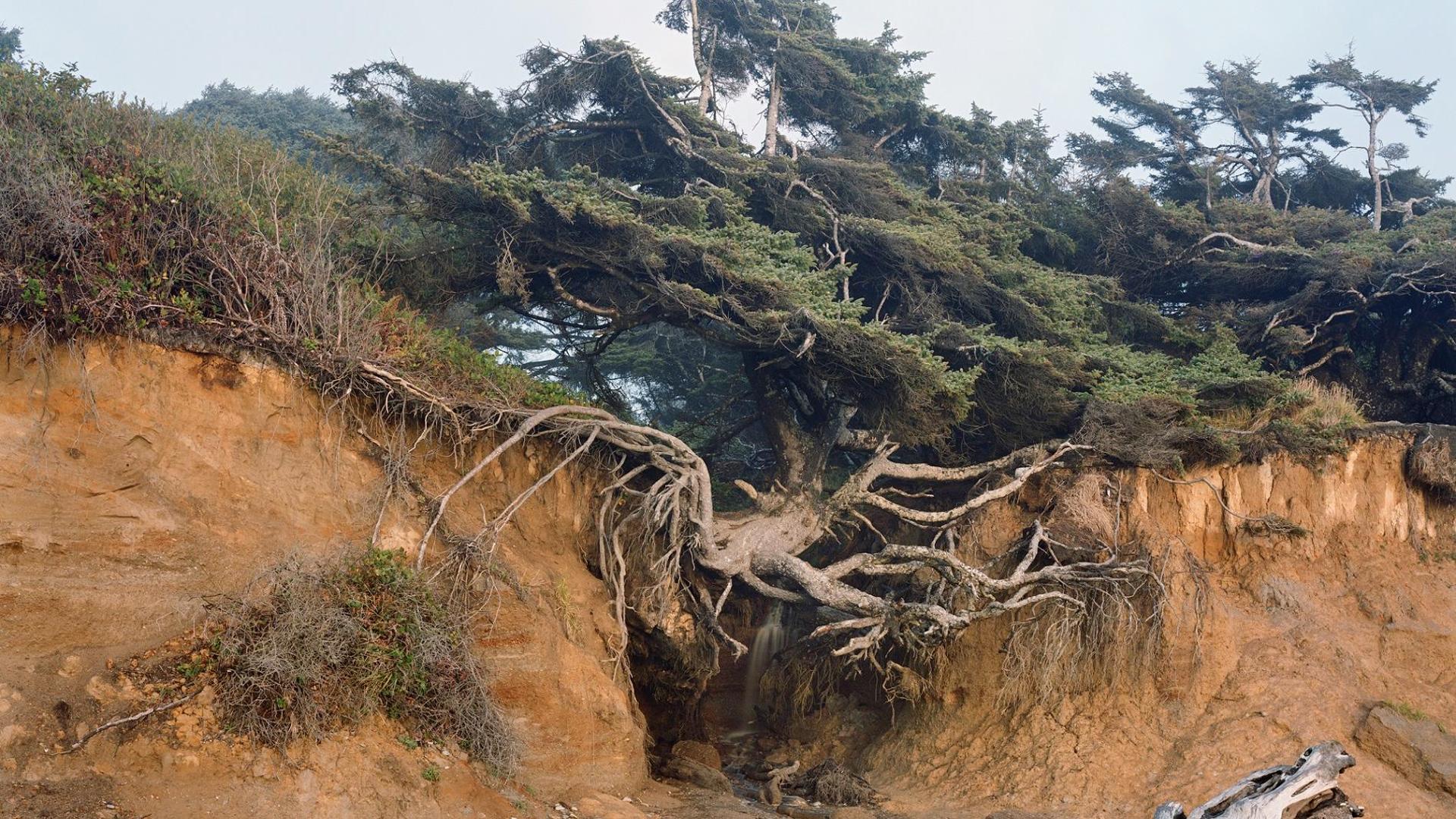ミッチ・エプスタイン：「私は抵抗し、驚異を失った自然を写真に撮っています」
