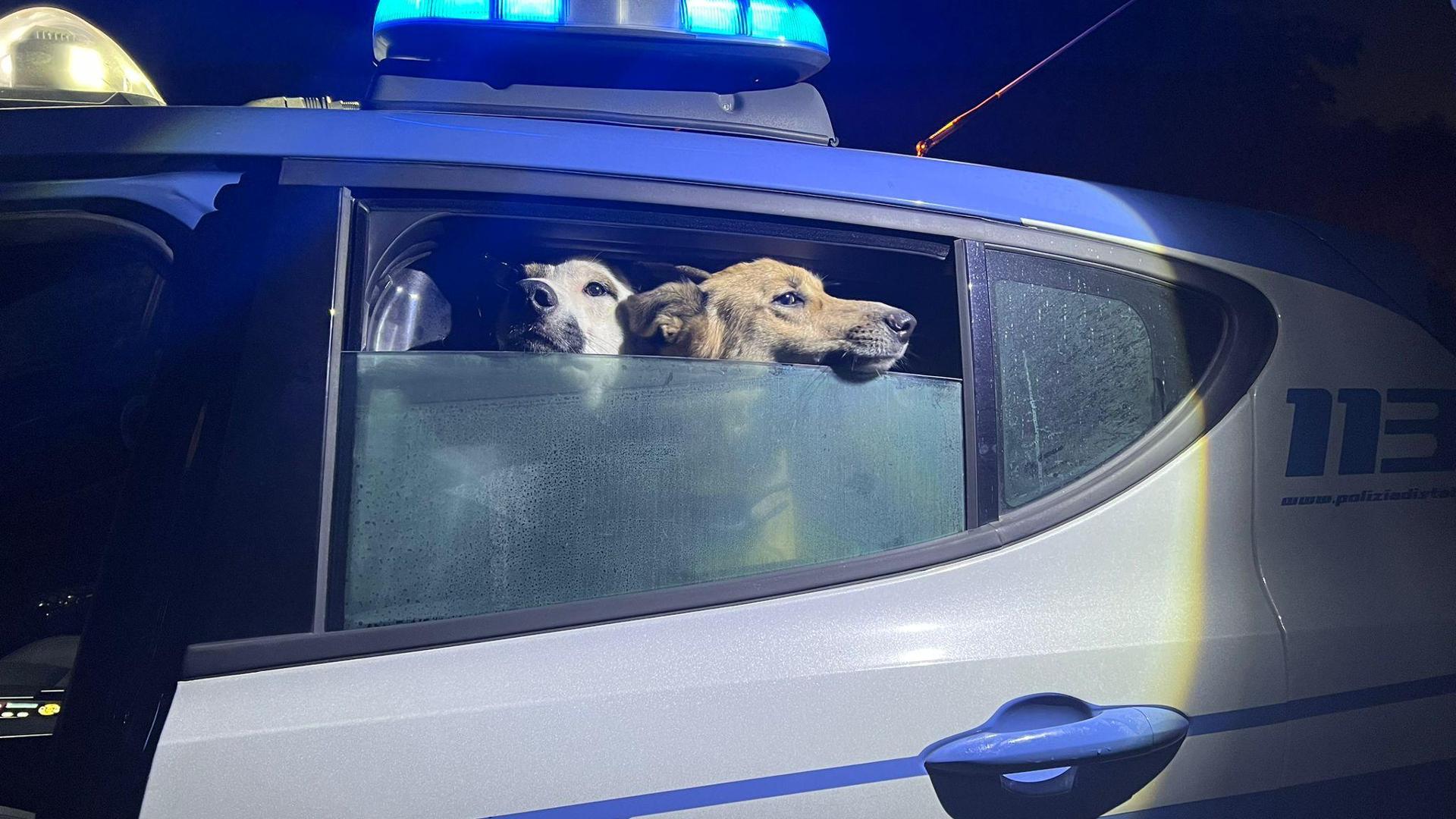 Biella, la polizia salva due cani abbandonati senza cibo e acqua - La ...