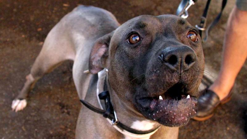 Il pitbull lo assale, cade dalle scale e resta tetraplegico. Imputata la padrona 86enne