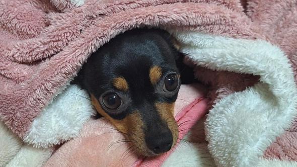 “Abbiamo ritrovato il nostro cane, Stella è a casa grazie a tante persone di Torino che ci hanno aiutato”