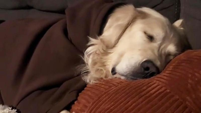 Ecco perché per oltre due mesi dopo l’adozione i proprietari del cane Bruce hanno dormito al piano di sotto (Video)