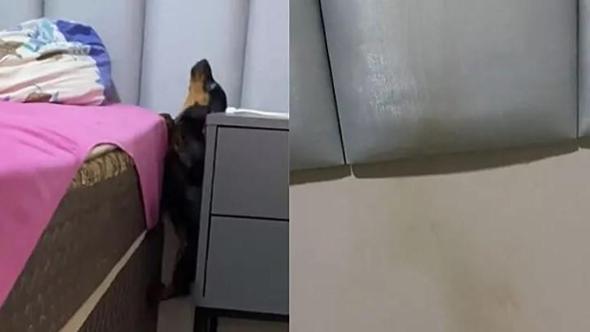 Trova della terra accanto al suo letto, ma solo per caso riesce a capire il colpevole e il perché (Video)