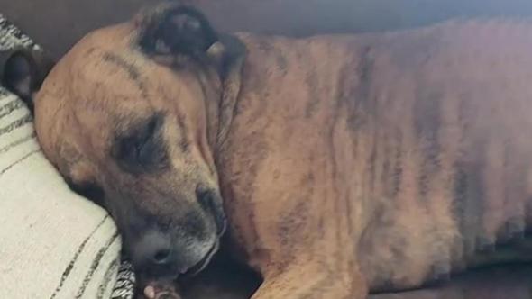Un cane randagio entra nell’abitazione di una donna e lei lo accoglie così: “Benvenuto a casa Cookie”